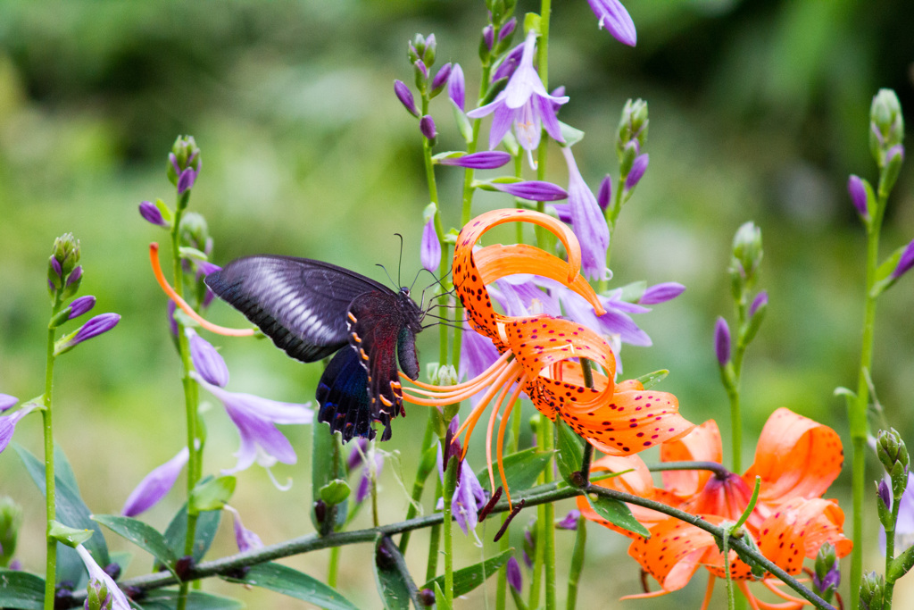 コオニユリと蝶