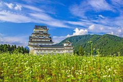 蕎麦畑と勝山城