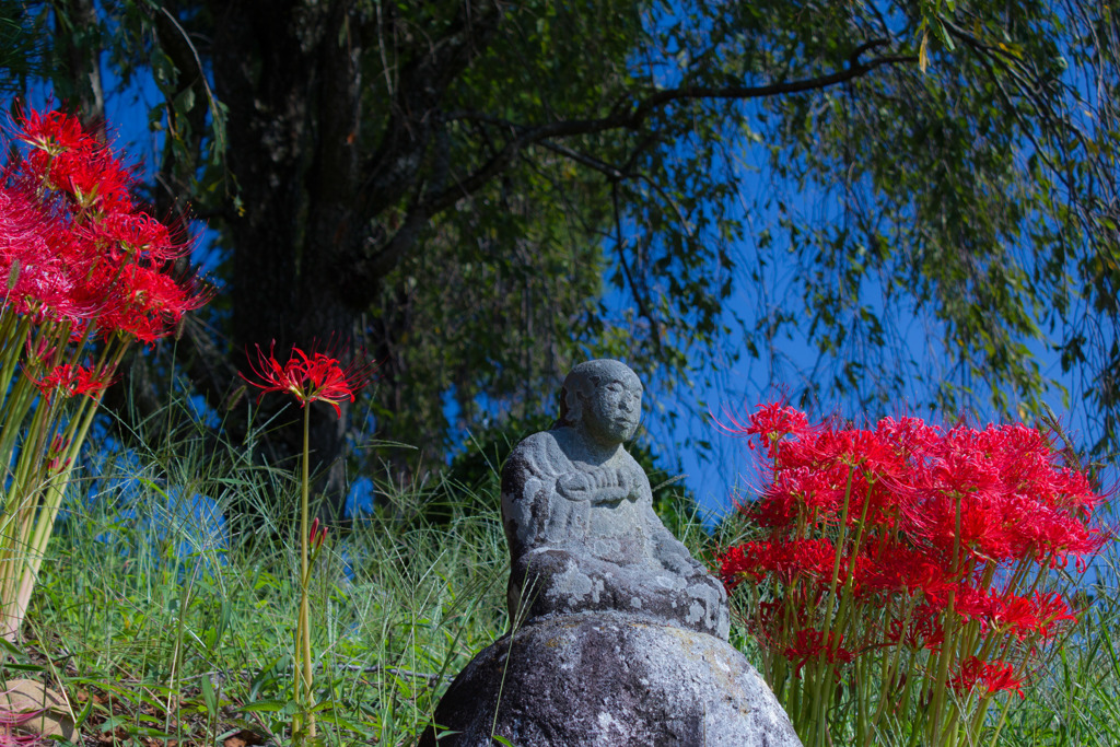念通寺の彼岸花