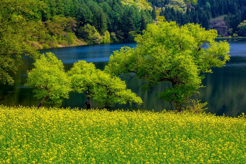 北竜湖の菜の花