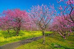 富山県中央植物園の梅