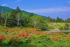 五味池破風高原自然園のレンゲツツジ