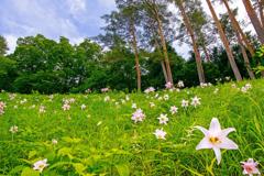 北野農村公園ササユリ群生地