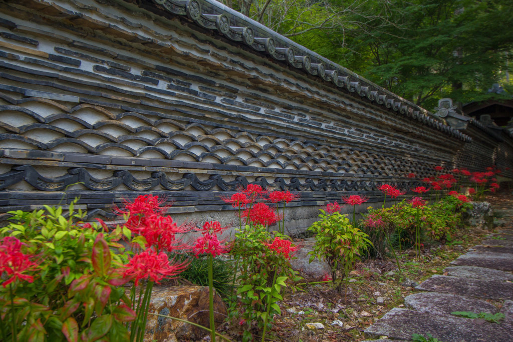 大智寺の彼岸花