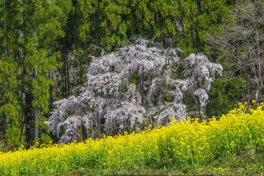坪井のしだれ桜 