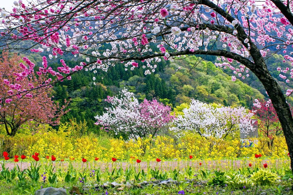 勝原花桃公園