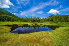 四十八池湿原のワタスゲ