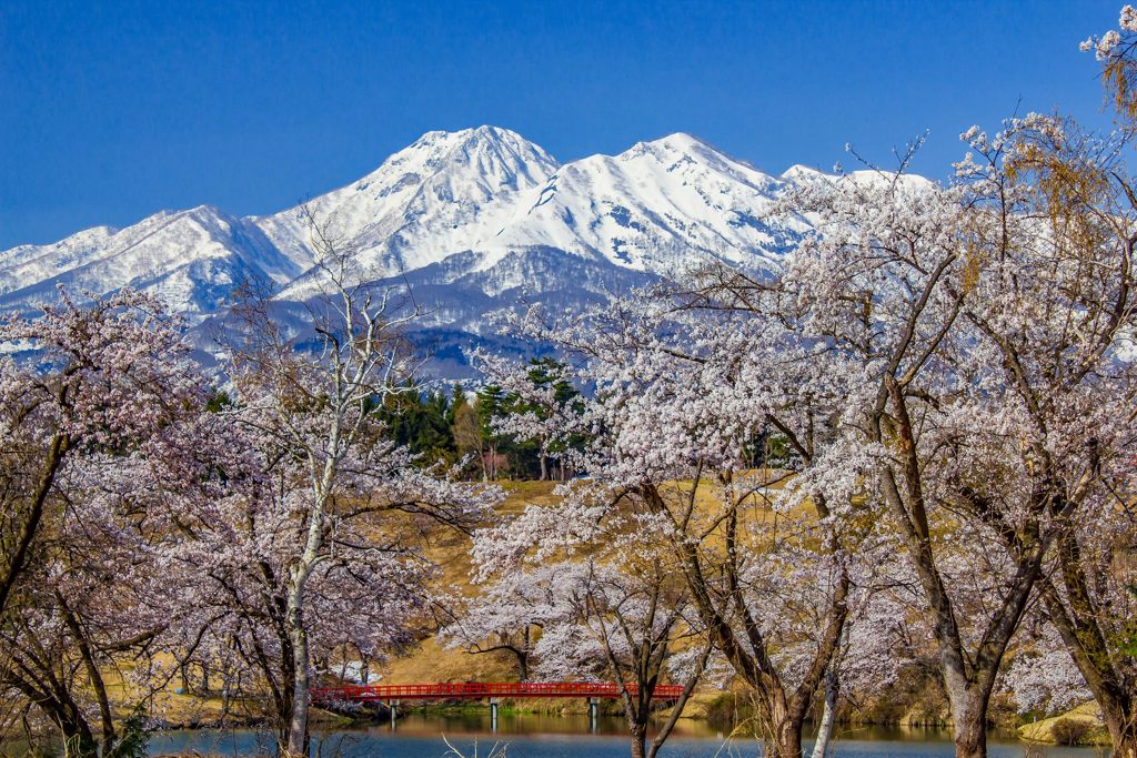 松ヶ峯周辺の桜と妙高山