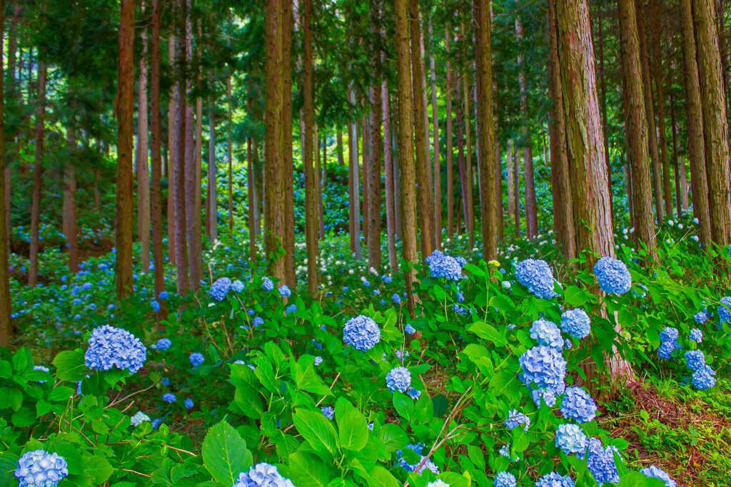 武石あじさい公園