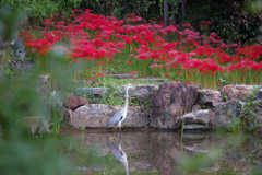 大智寺の彼岸花