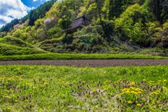 野の花と茅葺き古民家