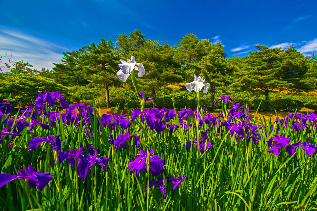 柳田植物公園の花菖蒲