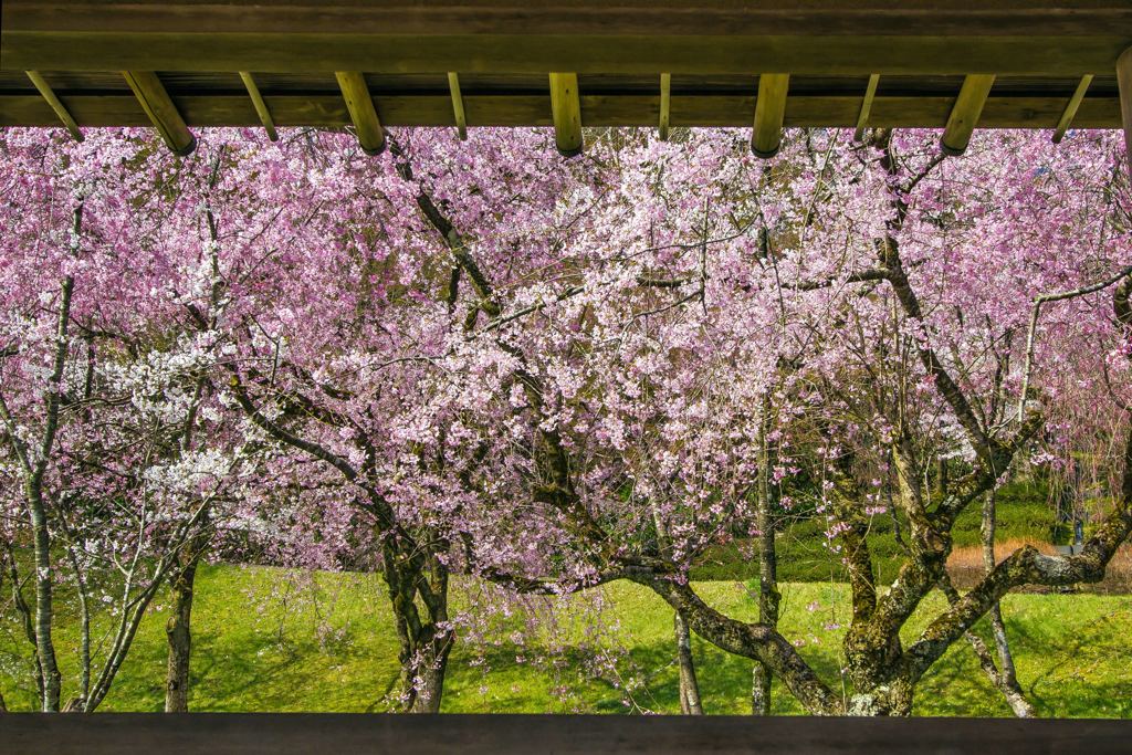 卯辰山公園の桜 