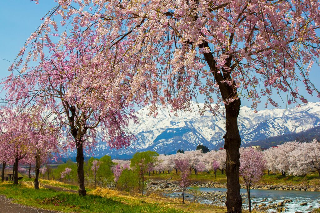 矢代川沿いの桜並木