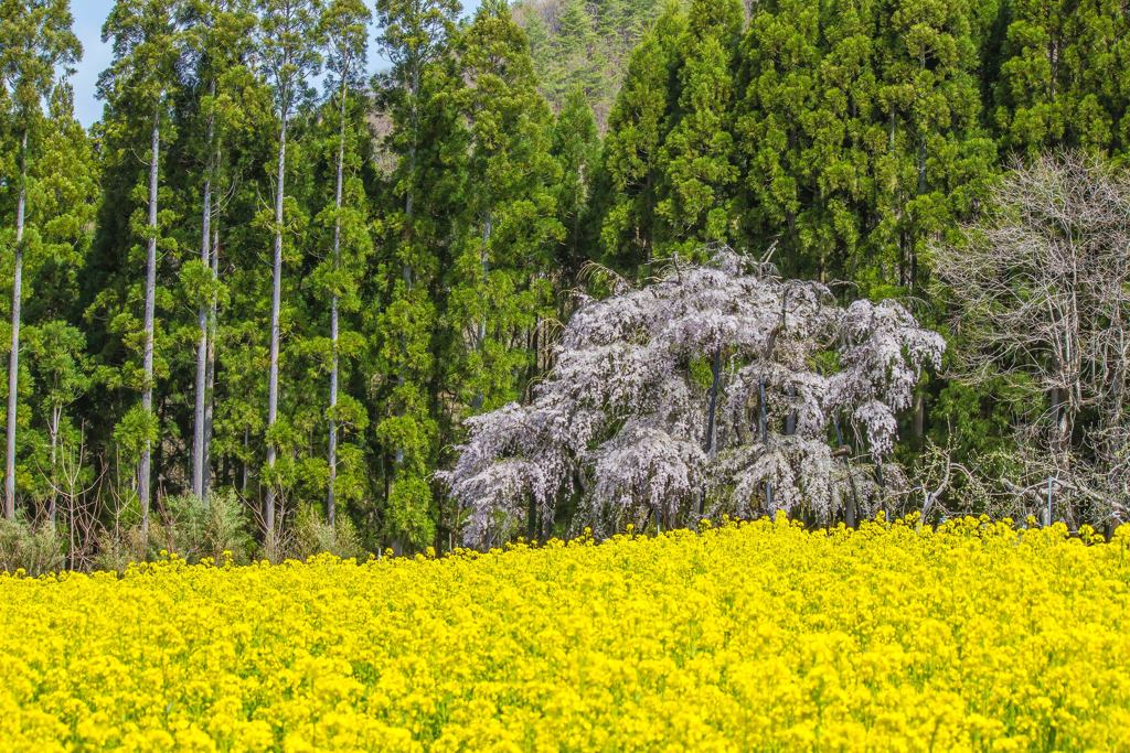 坪井のしだれ桜 