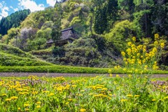 野の花と茅葺き古民家
