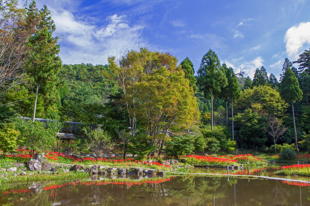 大智寺の彼岸花