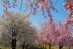 矢代川沿いの桜並木