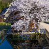 菅沼合掌造り集落と桜