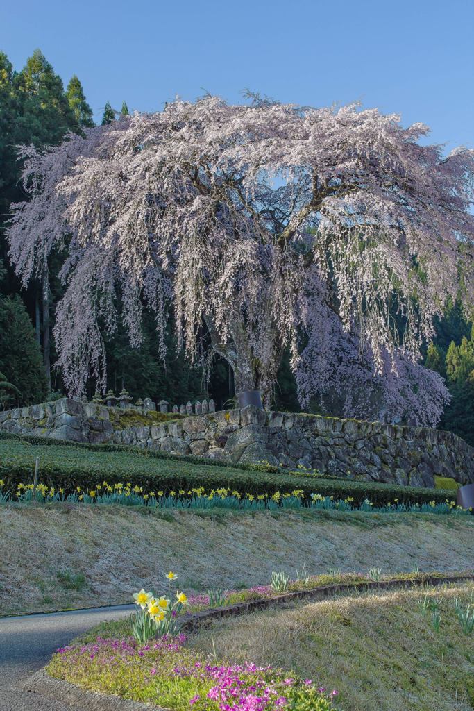 水戸野のしだれ桜