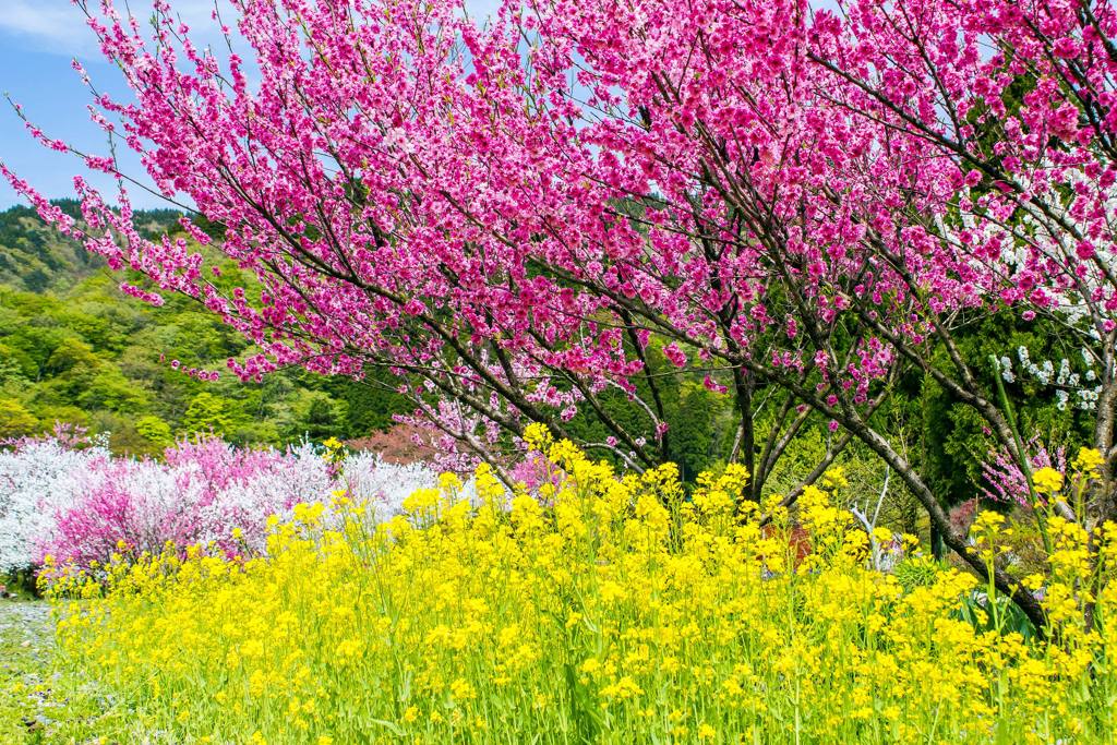 勝原花桃公園