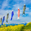アルプス展望広場夢の駅 菜の花