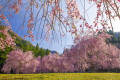 たけくらべ広場の枝垂れ桜