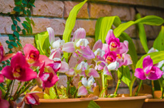 富山県中央植物園の洋蘭