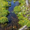 池ヶ原湿原の水芭蕉と立金花