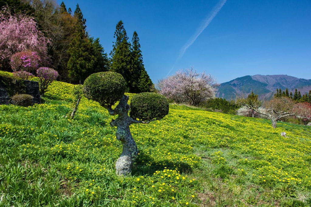 伊奈川地区大野の福寿草