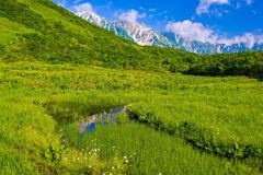 夏の鎌池湿原