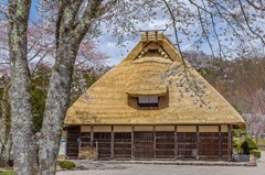 春の「荘川の里」