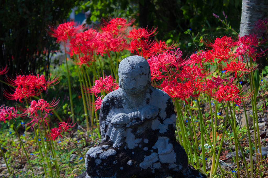 念通寺の彼岸花