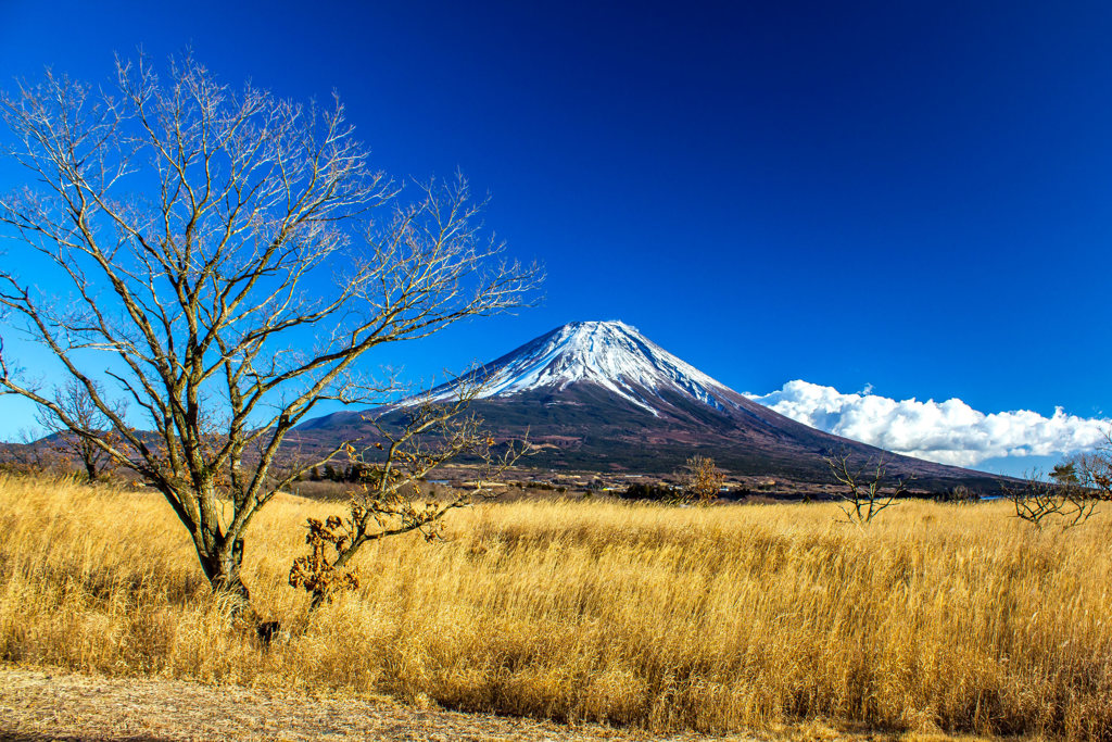 草原と富士山
