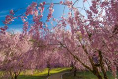 たけくらべ広場の枝垂れ桜