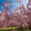 たけくらべ広場の枝垂れ桜