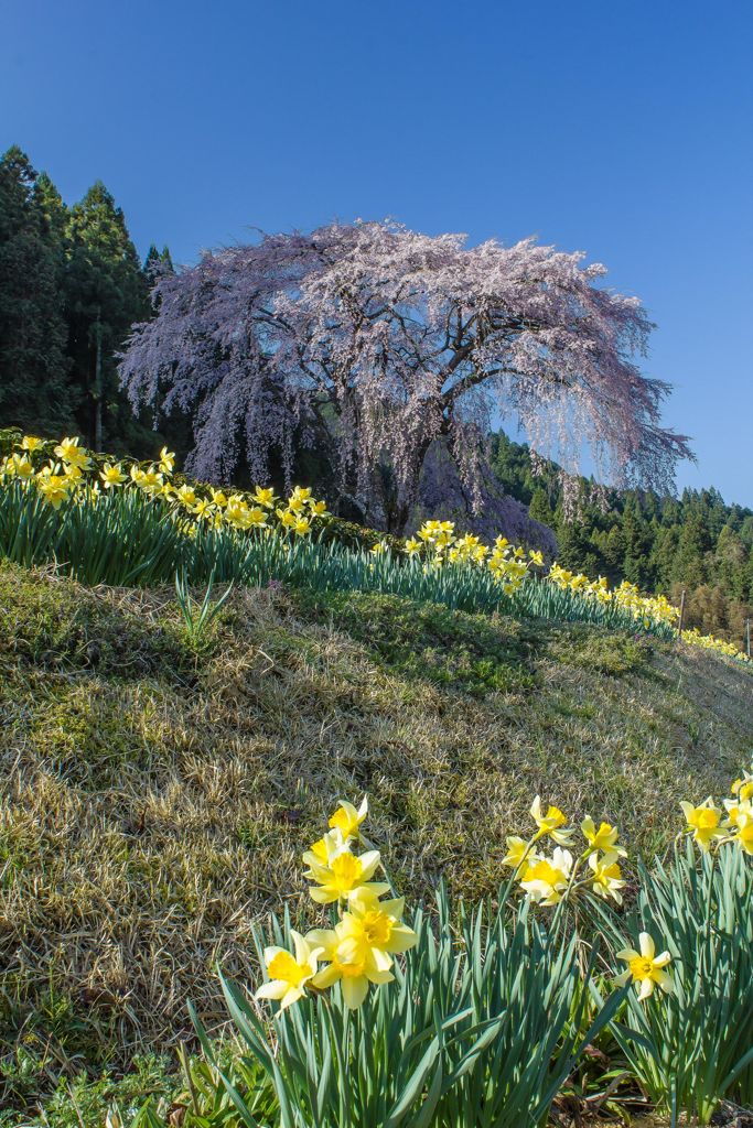 水戸野のしだれ桜