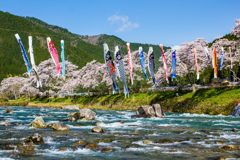 和良川の鯉のぼり