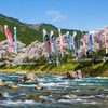 和良川の鯉のぼり