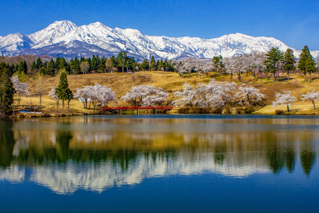 松ヶ峯周辺の桜と妙高山