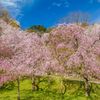 卯辰山公園の桜 