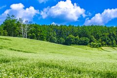 中山高原のそば畑