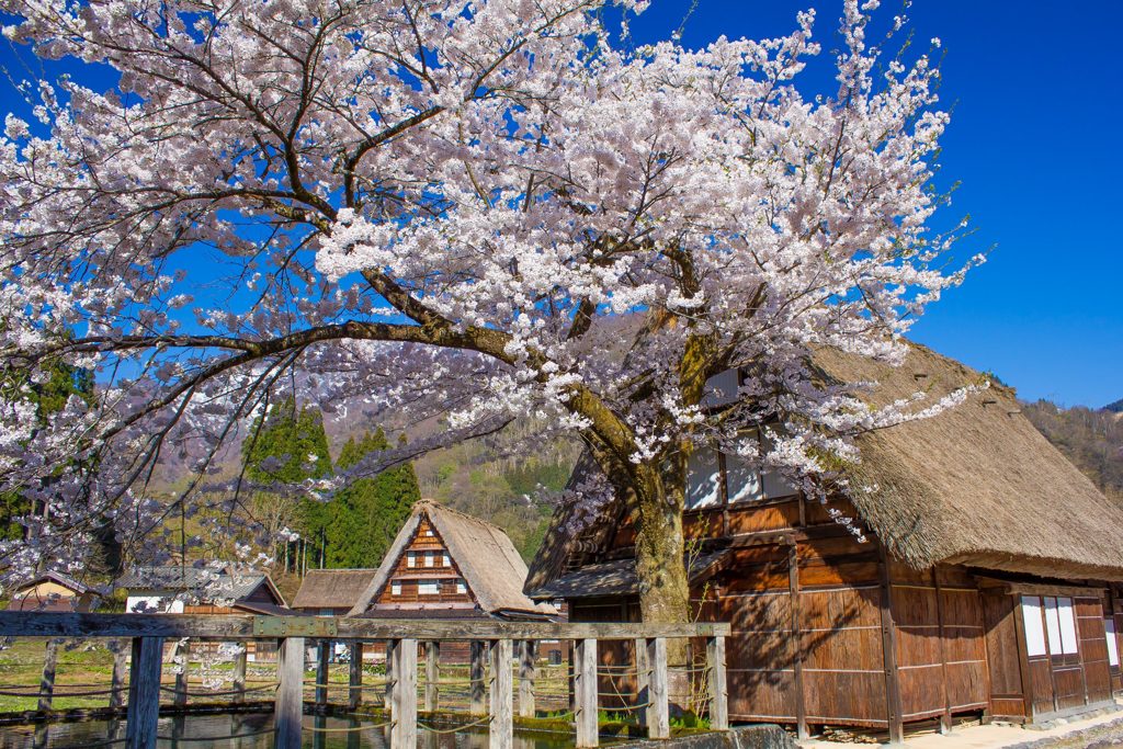 菅沼合掌造り集落と桜