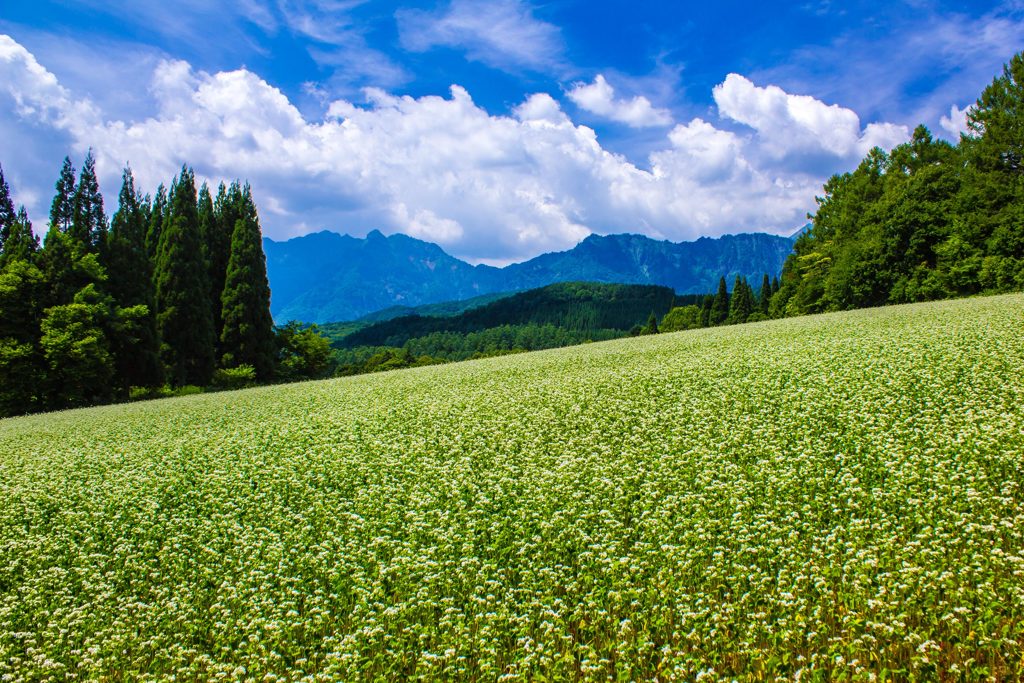 戸隠高原そばの花