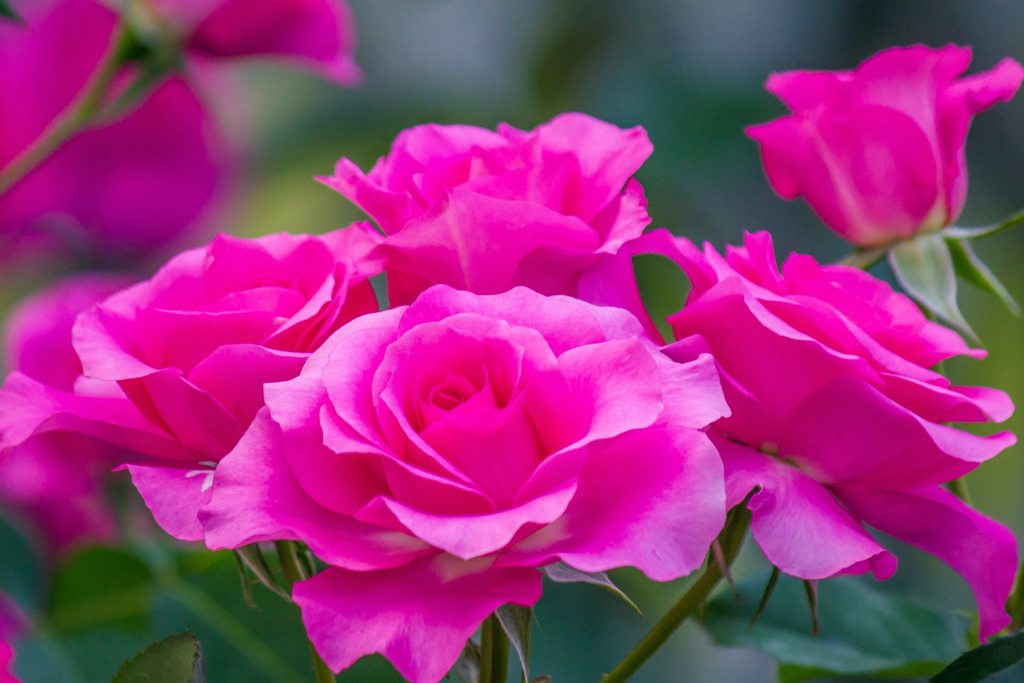 富山県花総合センターの薔薇