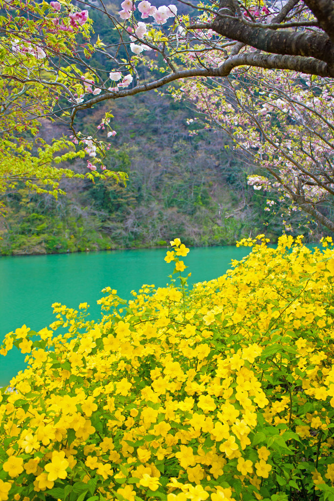 庄川水記念公園のヤマブキ