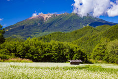 開田高原のソバの花と御嶽山