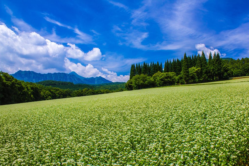 戸隠高原そばの花