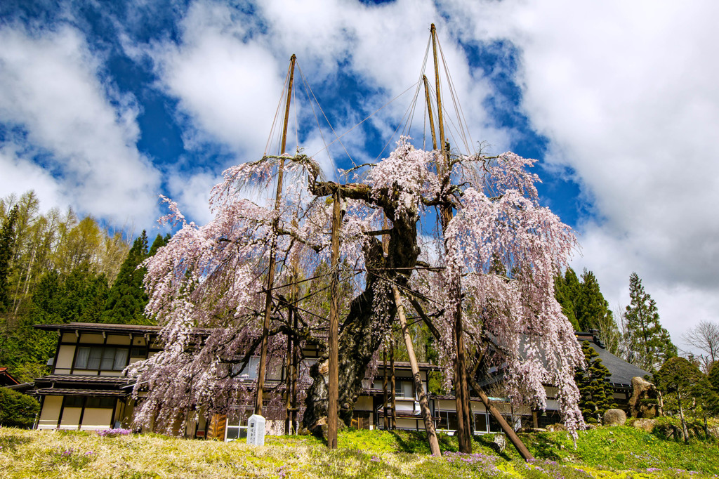 西光寺の枝垂れ桜