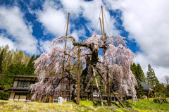 西光寺の枝垂れ桜